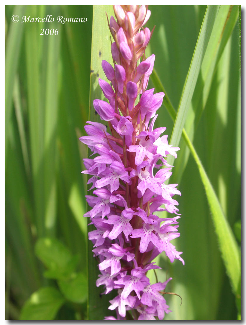 Dactylorhiza maculata subsp. saccifera